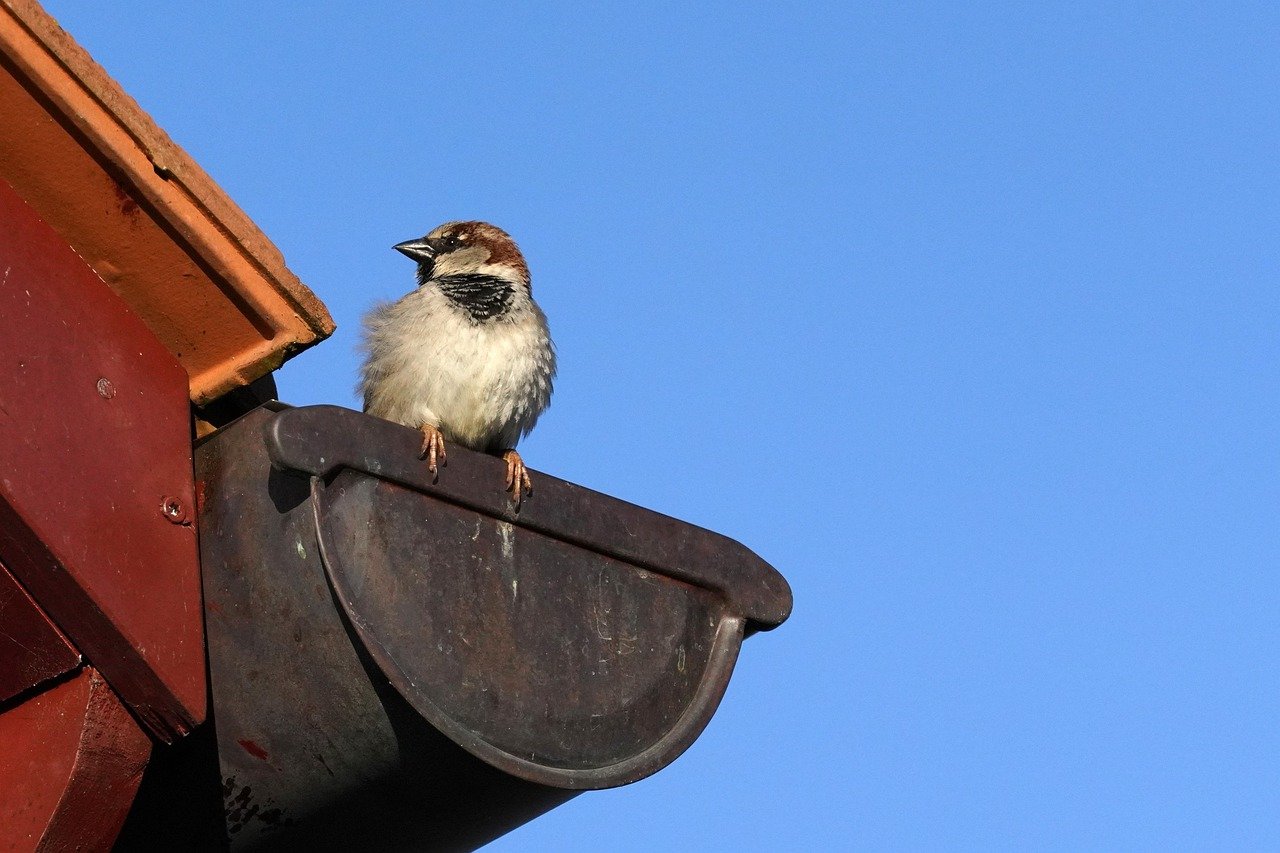 bird, sparrow, roof, perched, gutter, nature, close up